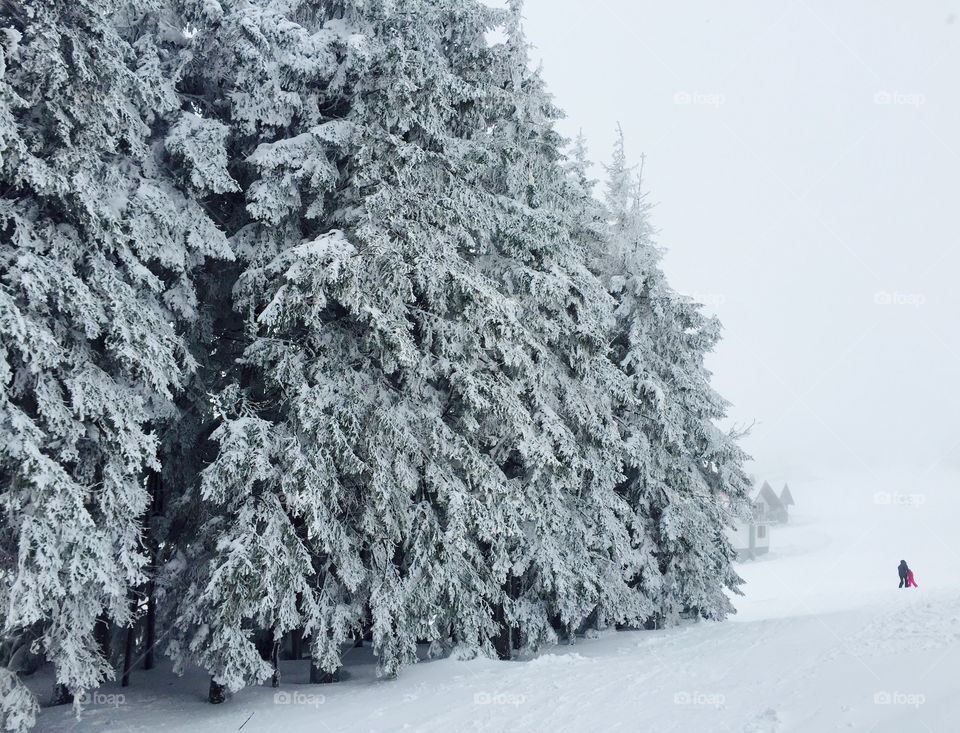 Snowy trees