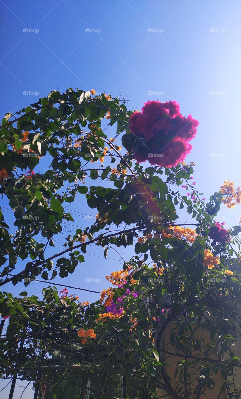 Wonderful view of bougainvillea blooming with a brilliant blue sky on the backdrop in late October afternoon