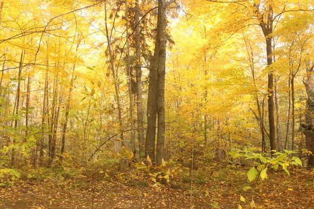 forest trees. forest trees