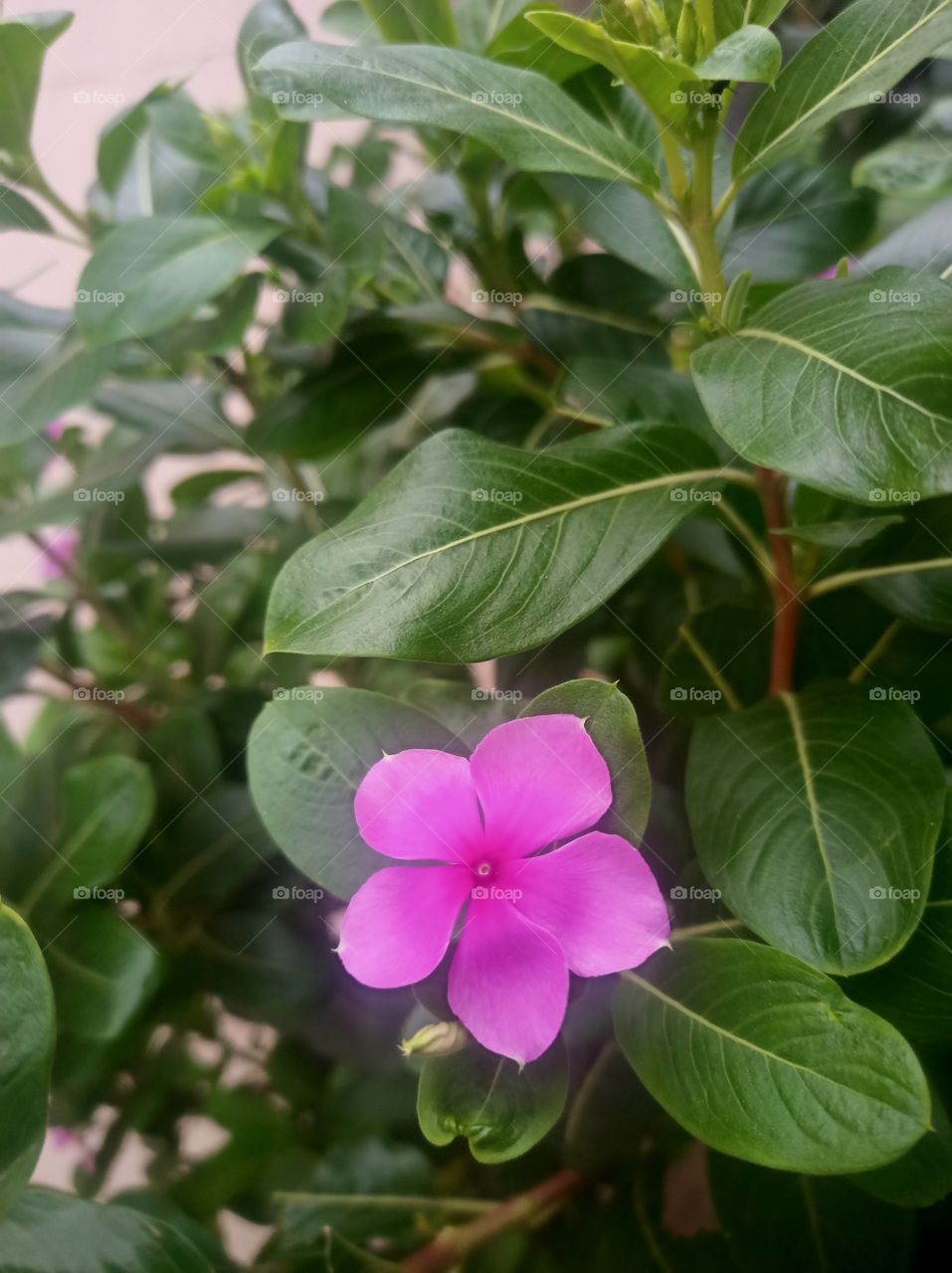 A single pink flower on a green leaves with protruded end petals