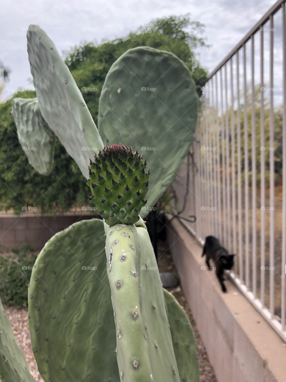 Growing cactus
