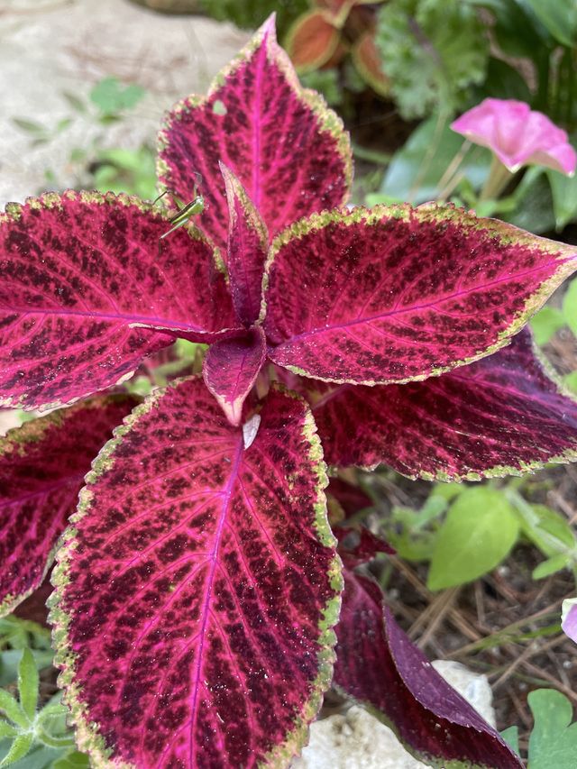 Pink and purple 