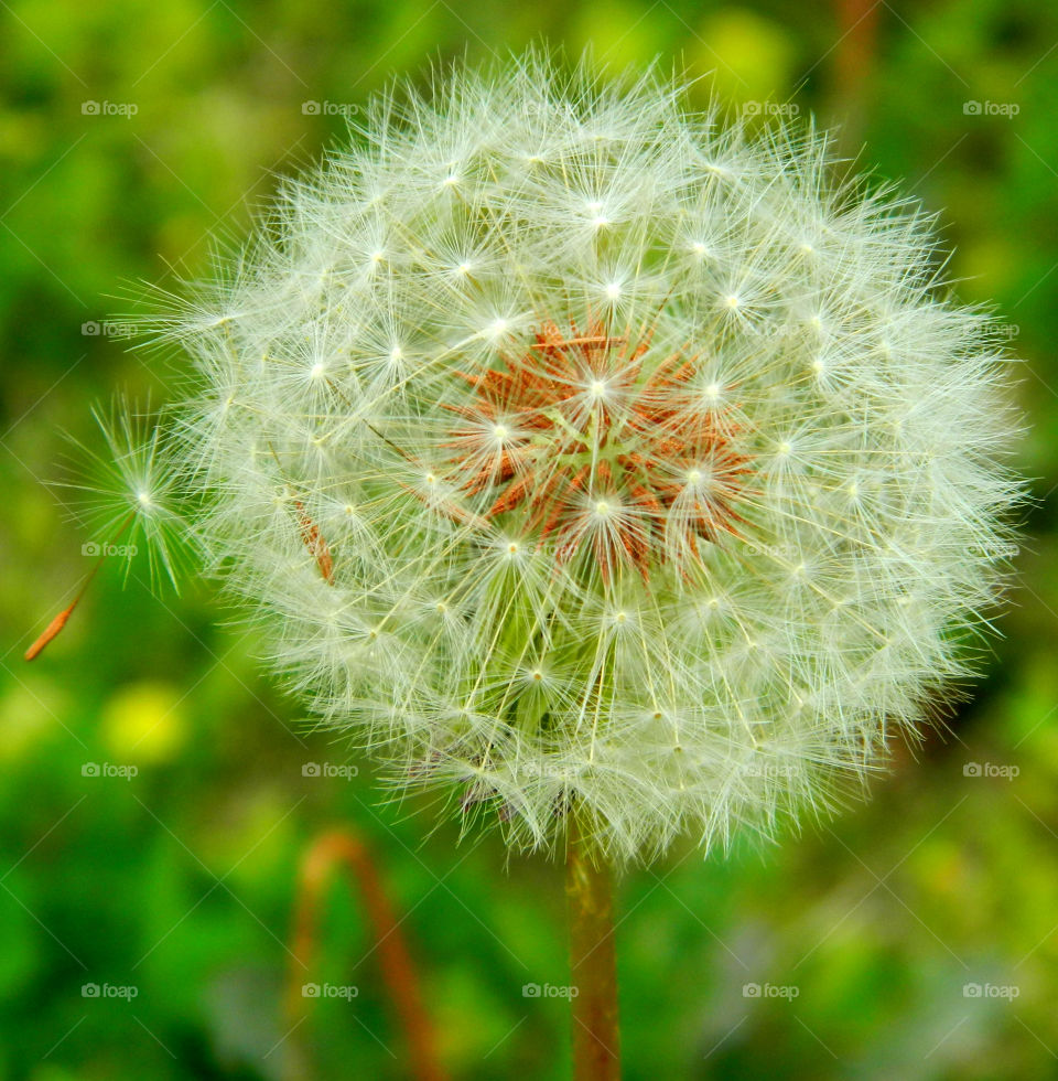 Close-up of dandelion flower