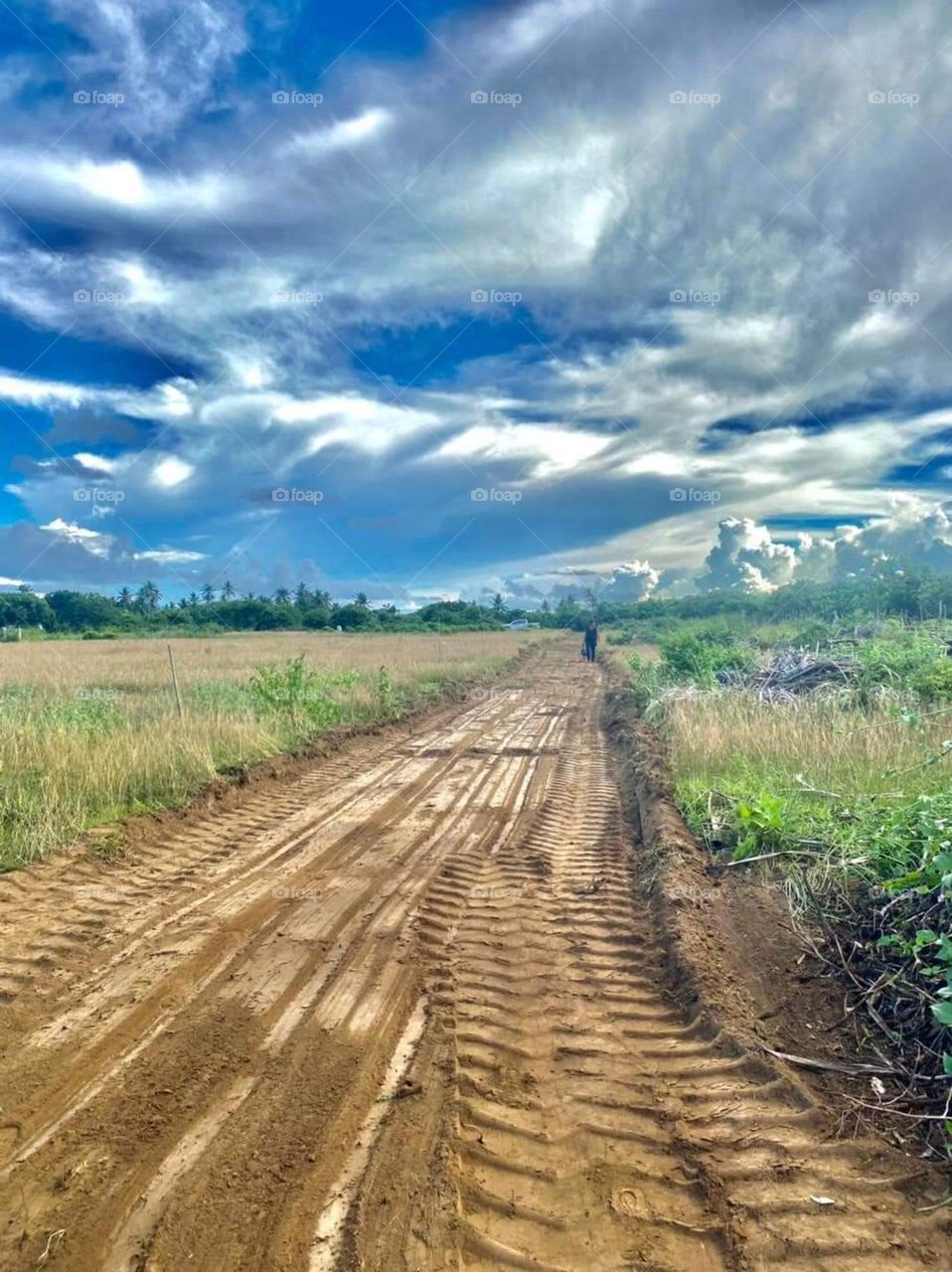 Farmlands, a place where food abundance is found