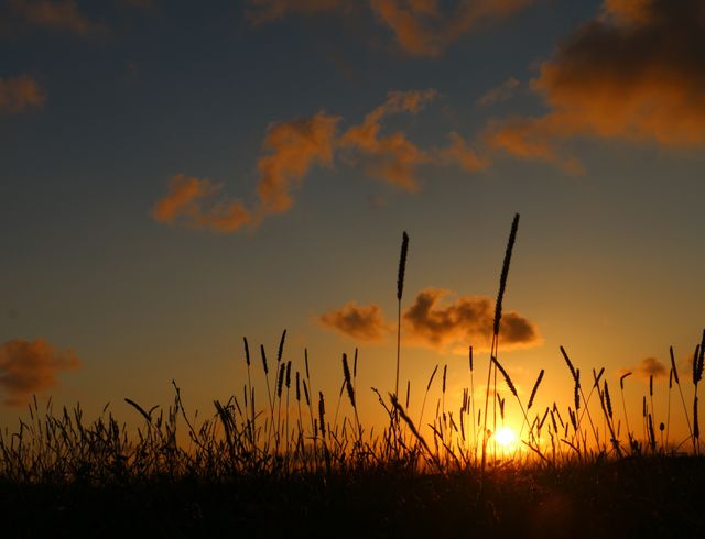 Silhouette plants growing on field against sky during sunset