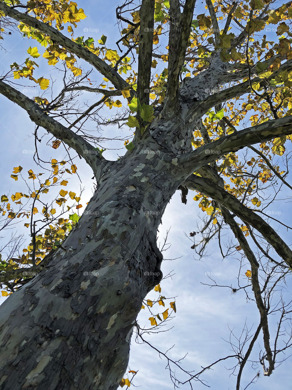 Sycamore tree with peeling bark in fall