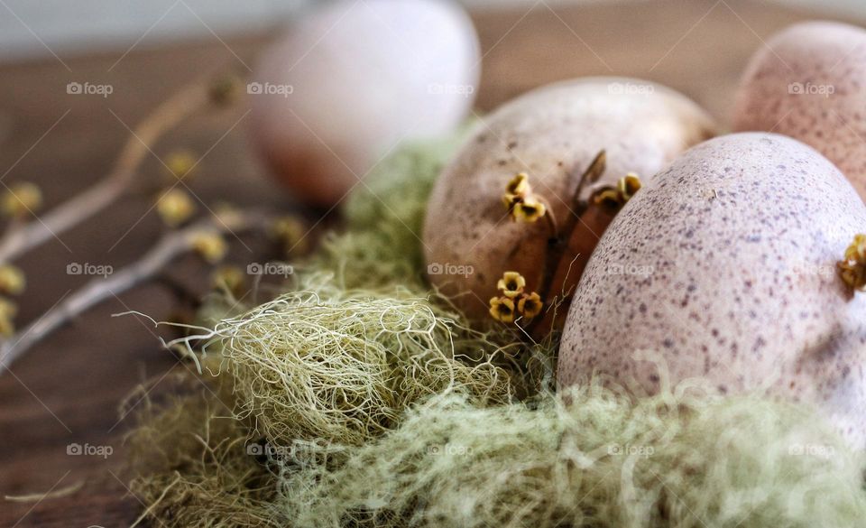 Turkey eggs in a nest of lichen surrounded by budding Witch Hazel.