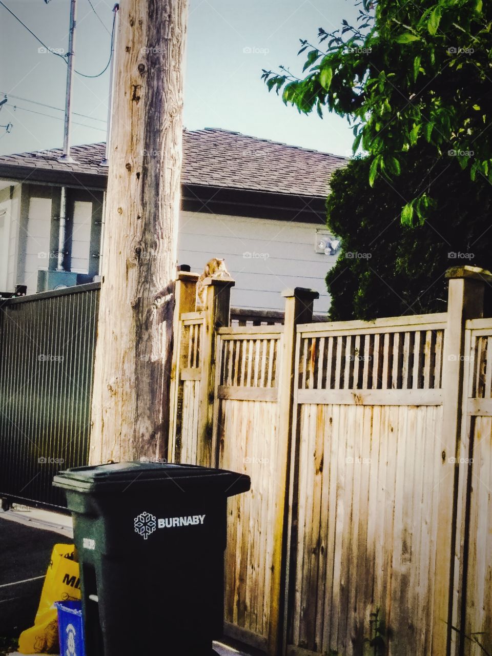 Little Chipmunk hopping around everywhere and looking at the local Burnaby Recycle Bin