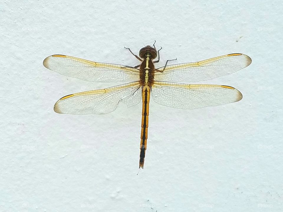 dragonfly sitting on a white wall