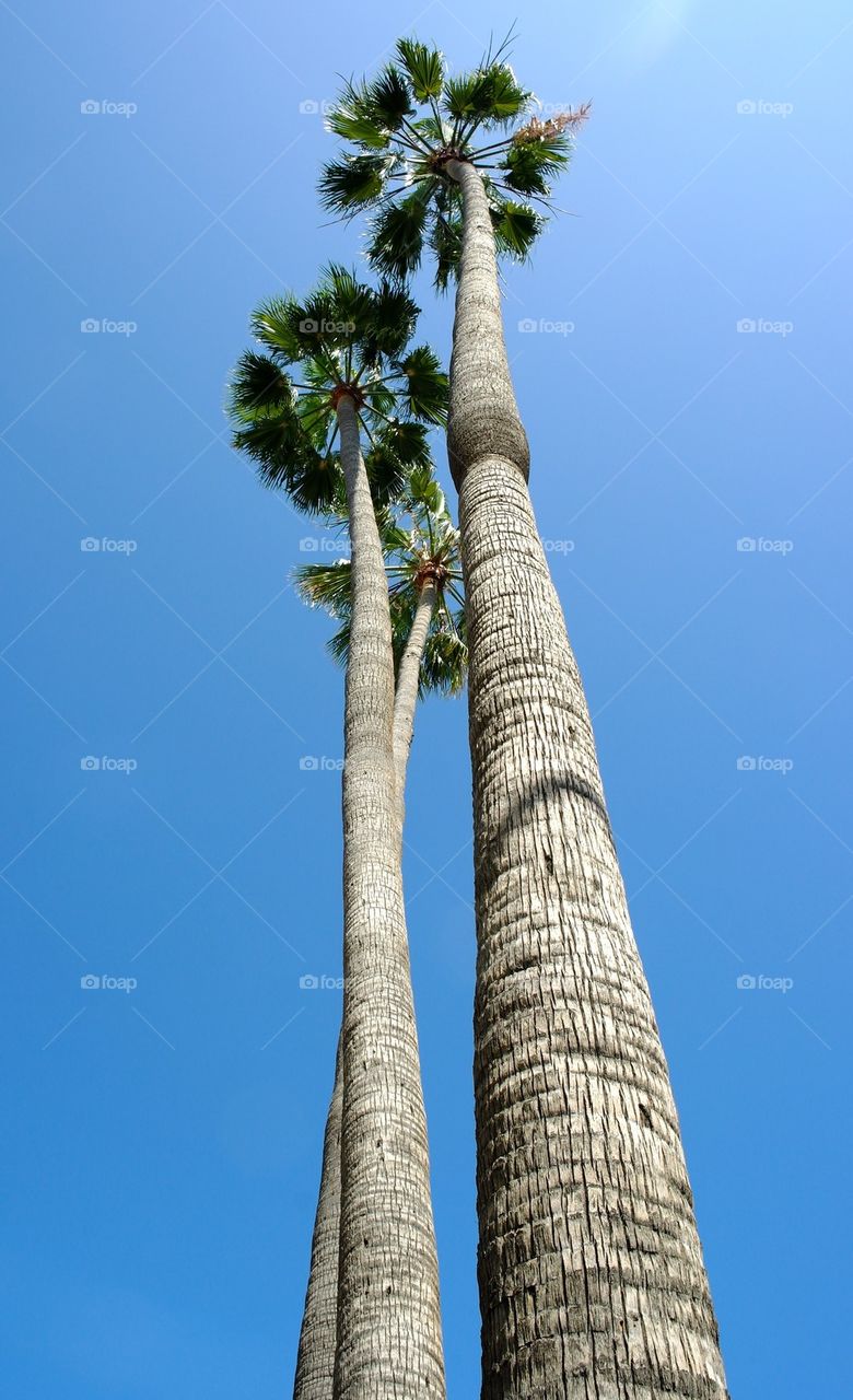 Taaaaall palm trees