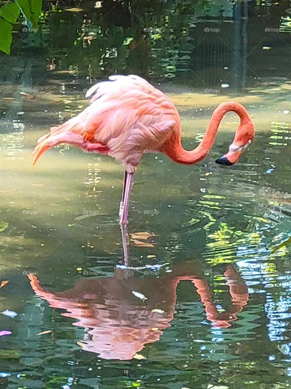 Flamingo at Hong Kong Kadoori Farm