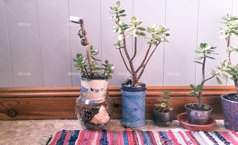 Flowerpots with crassula and a rug