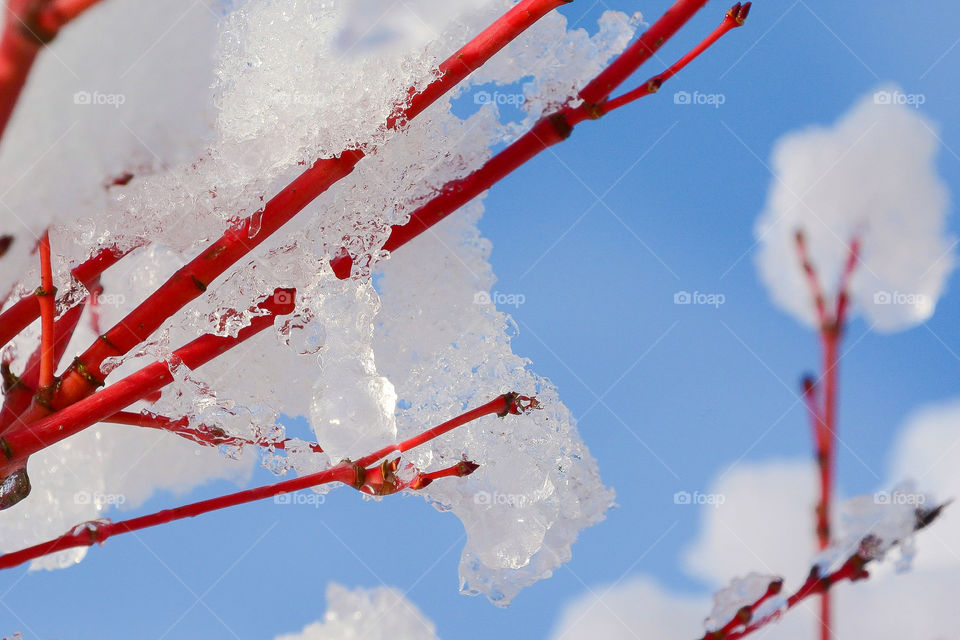 Snow on branches of coral bark Japanese maple tree