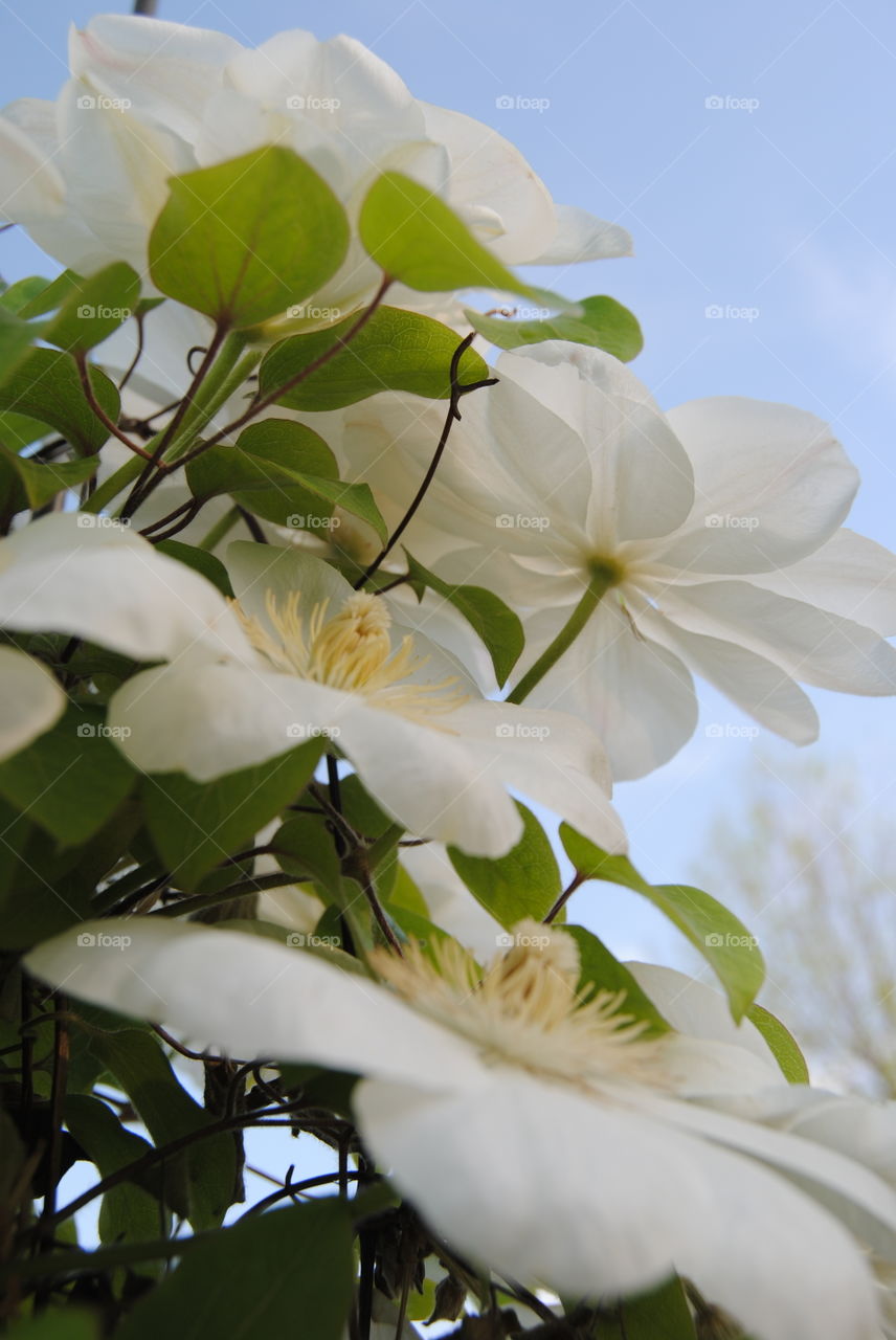 Clematis 