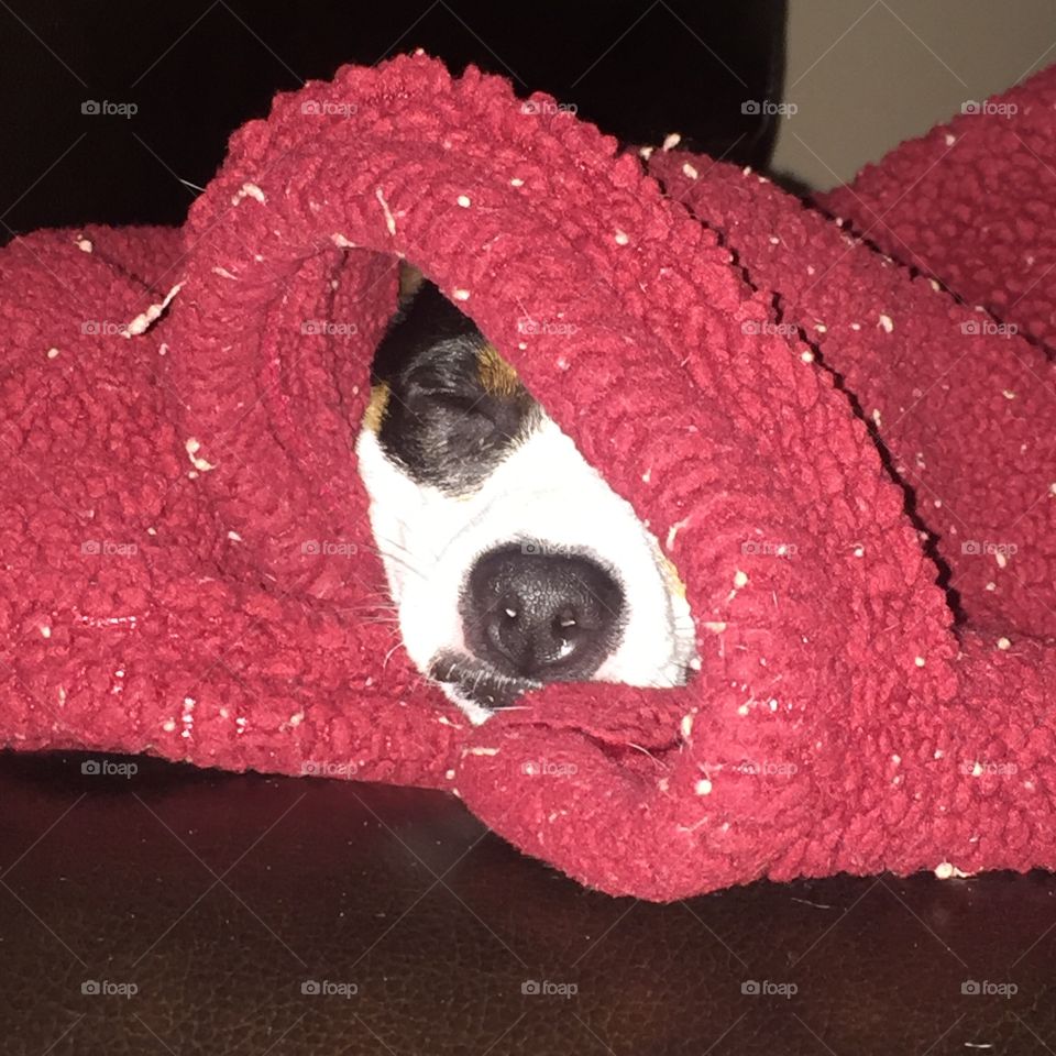 My sister's dog Rocket snuggled in his blanket