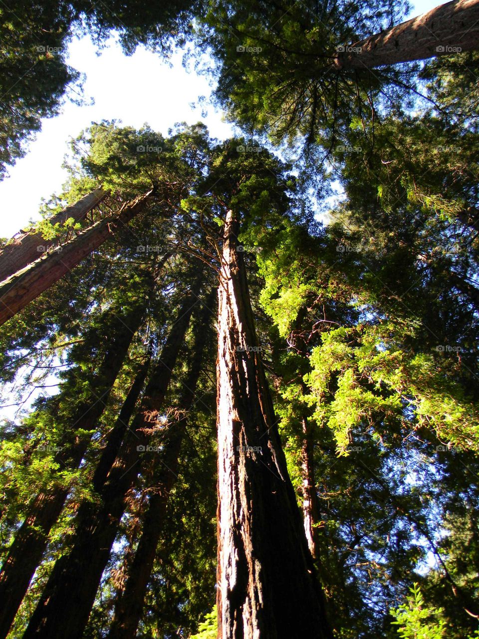 The Redwoods