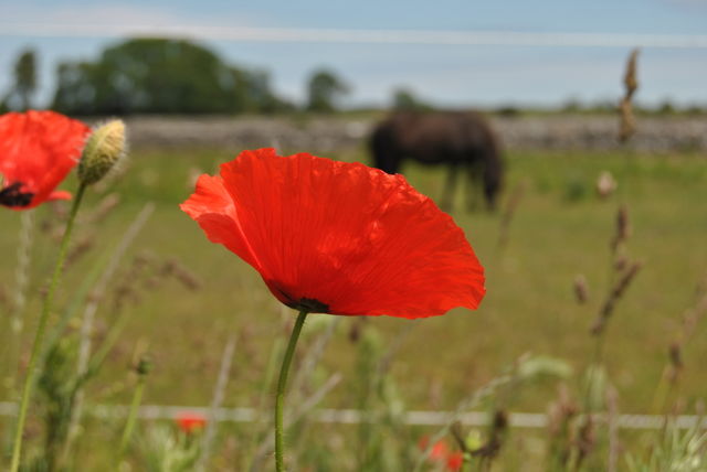 Poppies in the countryside . Horses and poppies in the countryside 