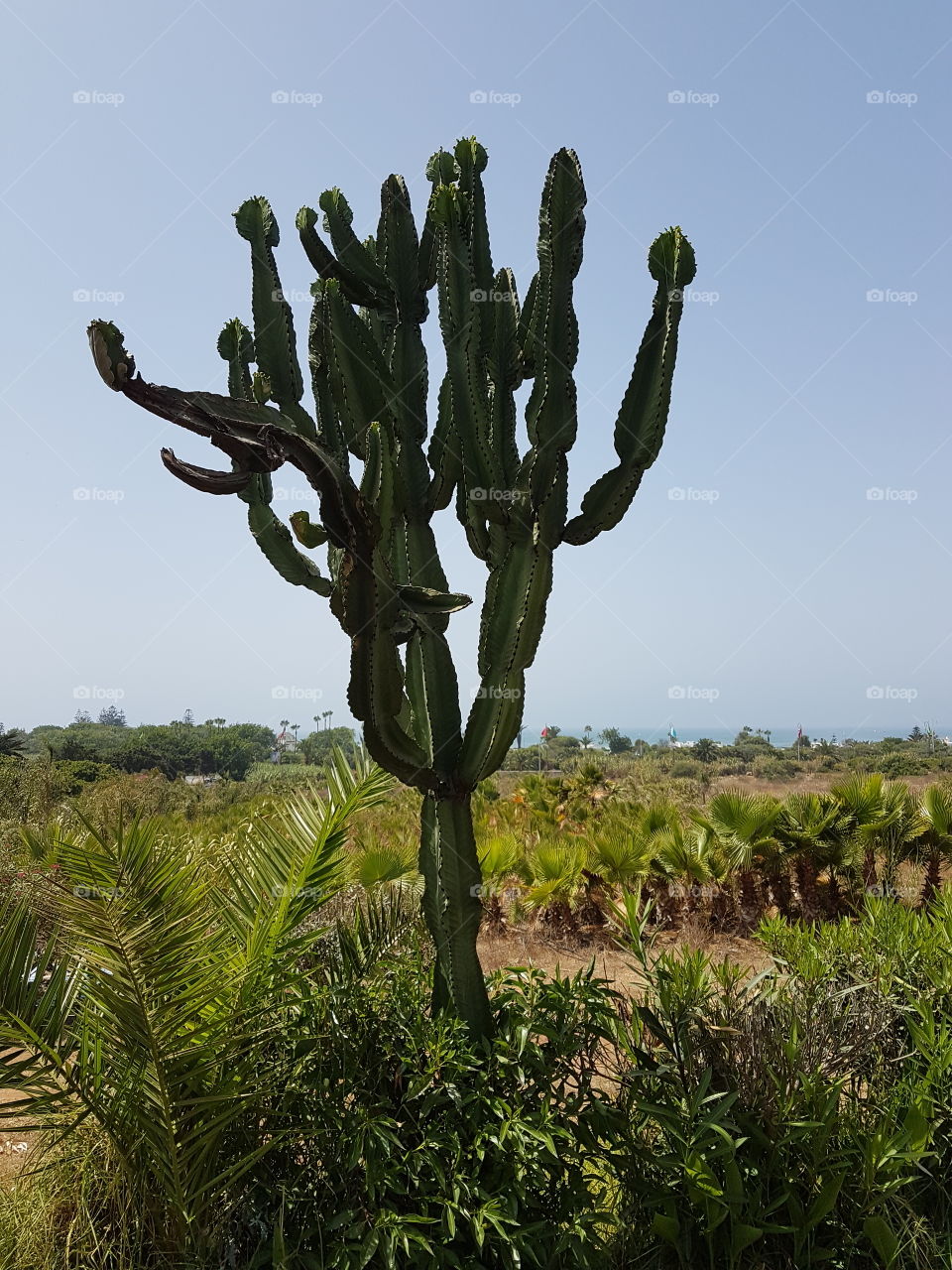 three nature sky maroc Morocco cactus green