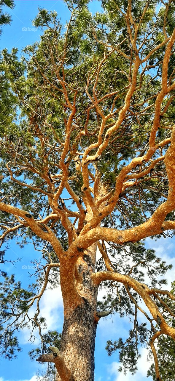 ветвистая сосна на фоне голубого неба