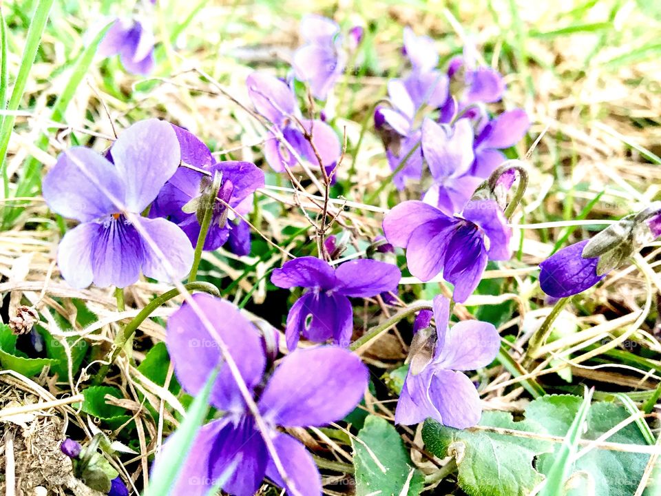 Flowers are cure for soul!