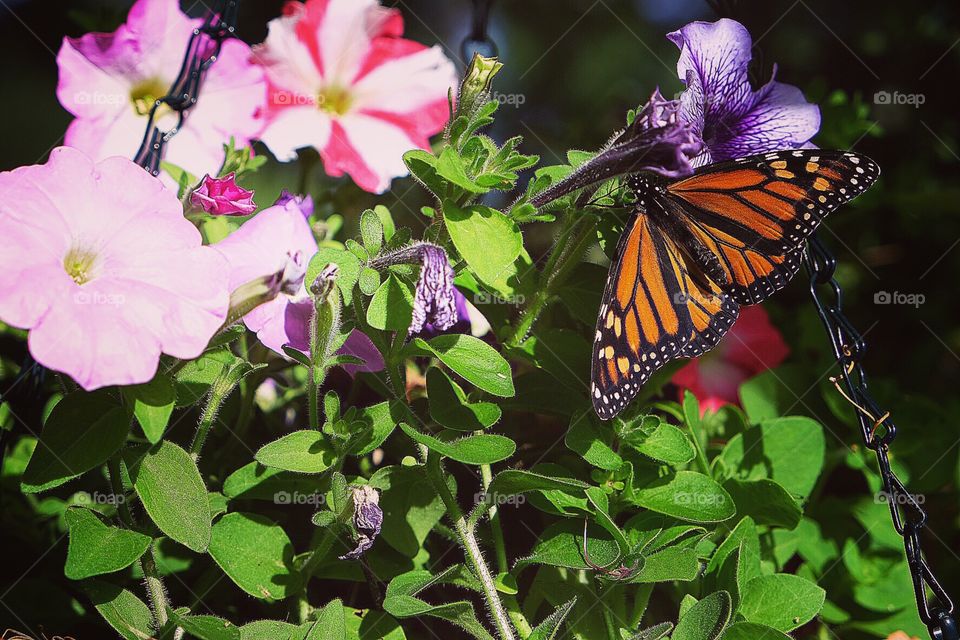 Morning rest BUTTERFLY 