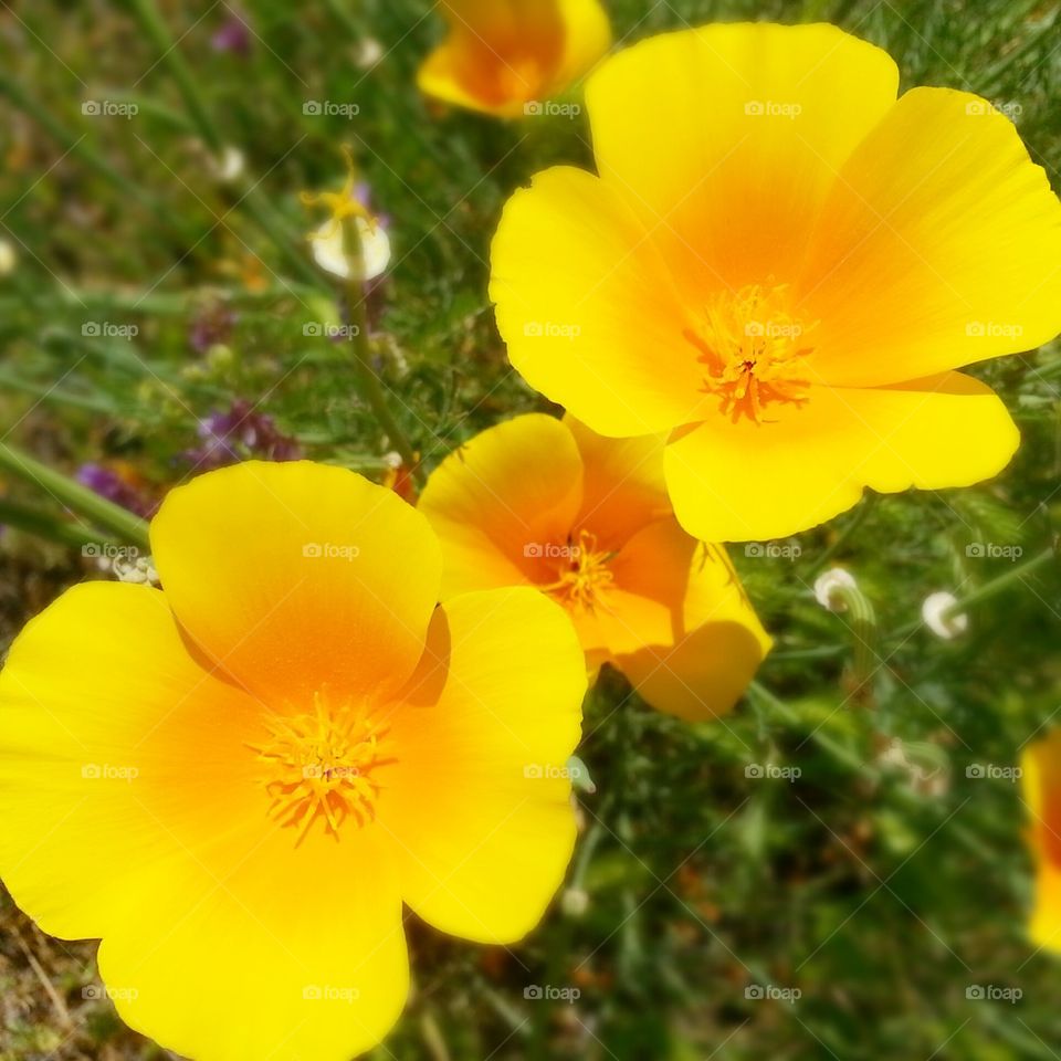 Poppy From above