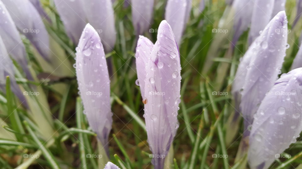 good morning spring blossoms