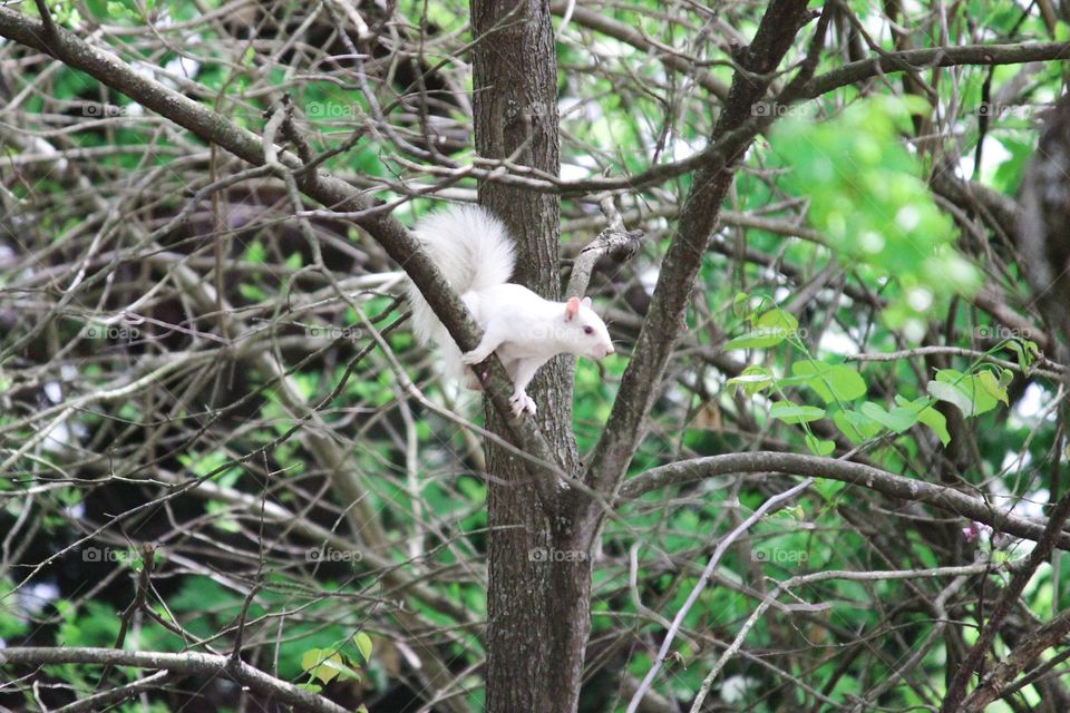 Albino Squirrel 