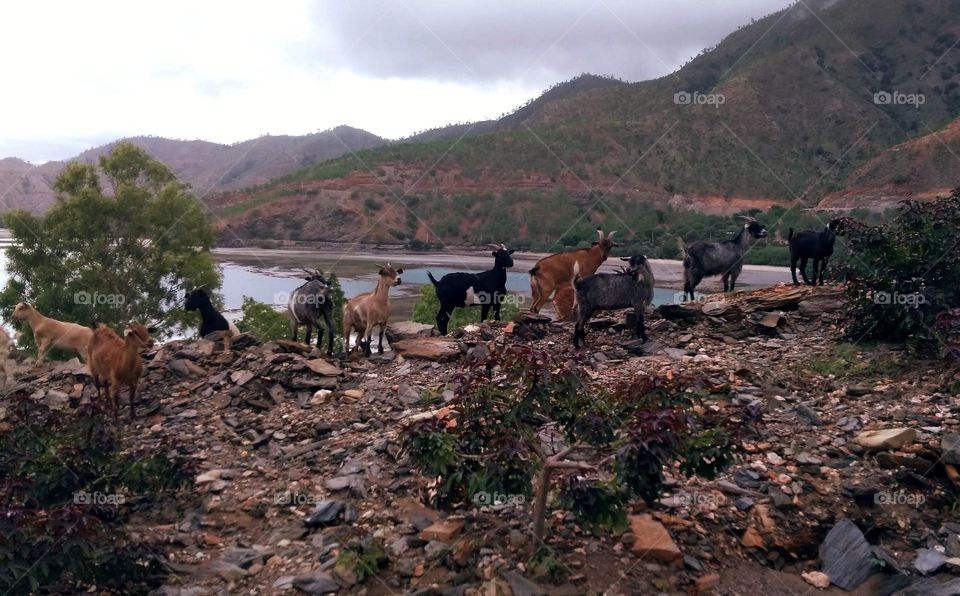 Goats wandering the mountains