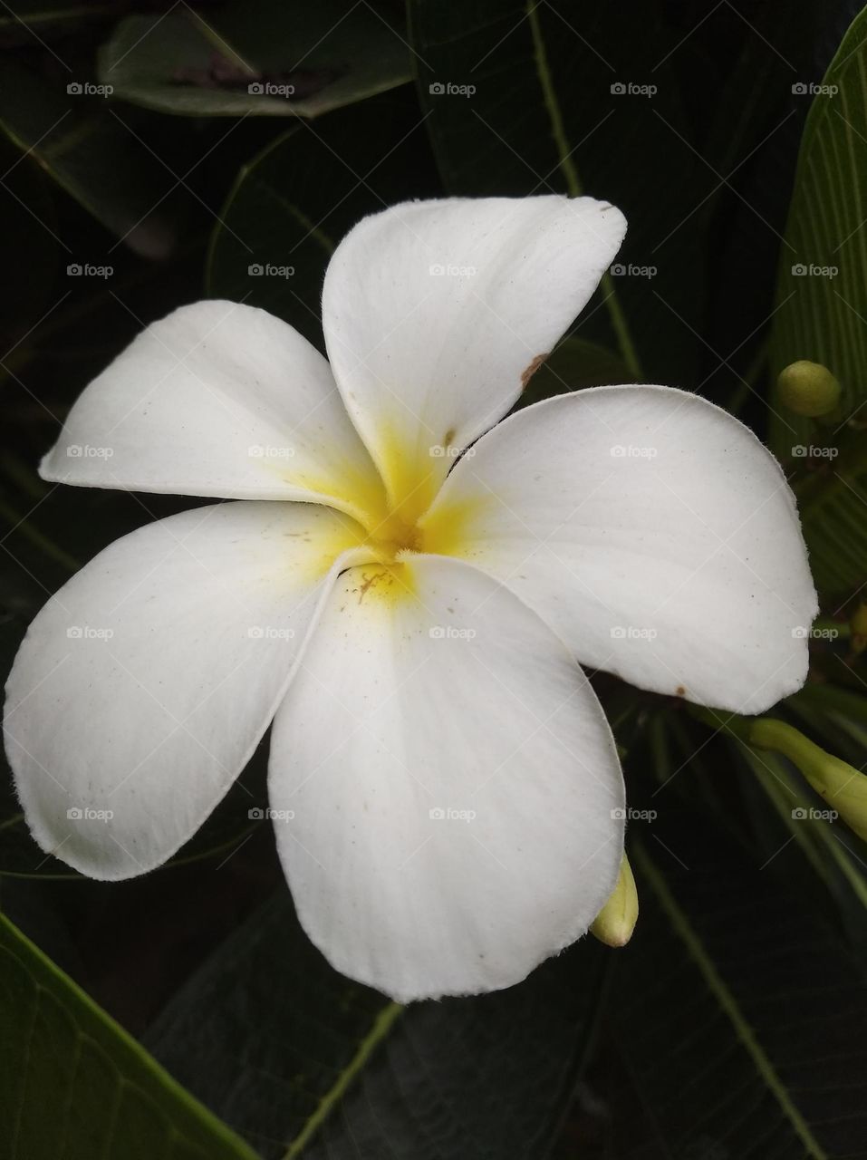 white flower seasonal fresh shurb small size looks very beautiful generally found everywhere