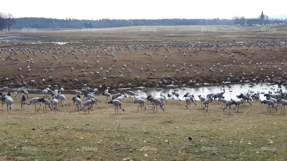 Thousands of cranes at lake Hornborga Sweden,  tusentals tranor vid Hornborgasjön Sverige
