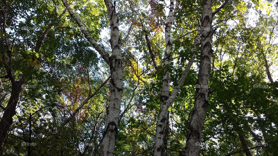 first sign of fall. ice age trail, looking up!