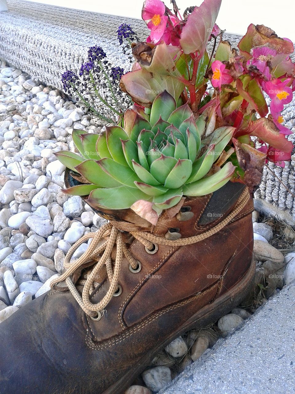 Garden boot.. Planted up so nicely and getting admired.
