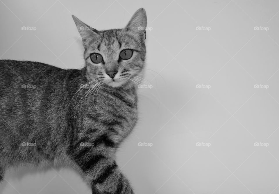 Close-up of cat on white background