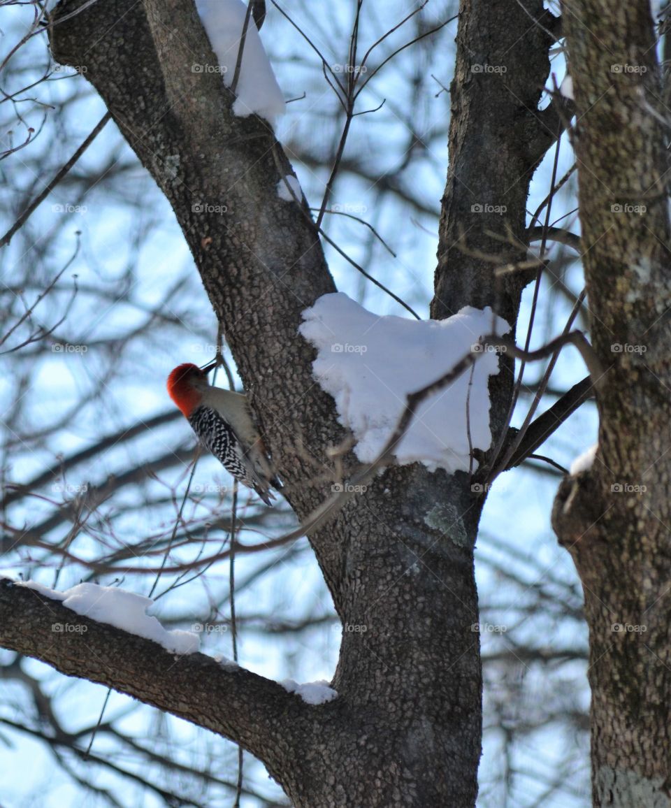 red bellied woodpecker