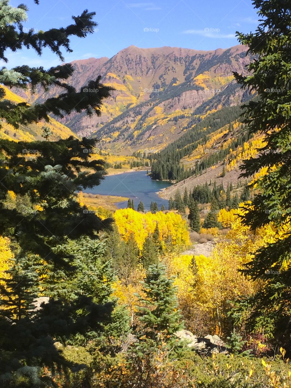 Forest in fall