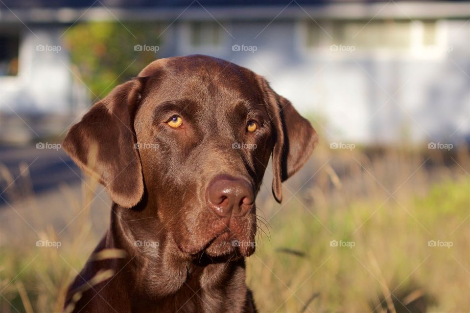 Portrait of a brown dog
