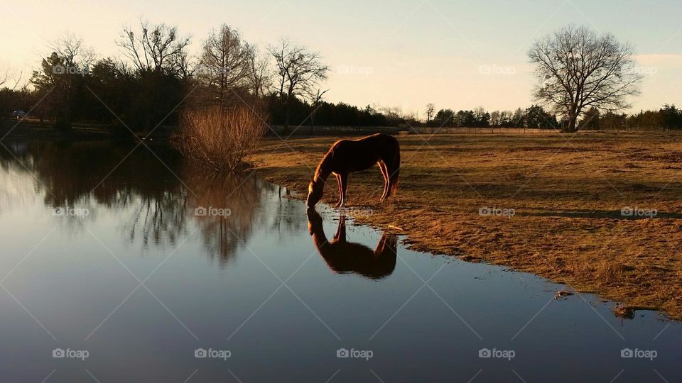 Horse Reflection in Winter in the Countryside