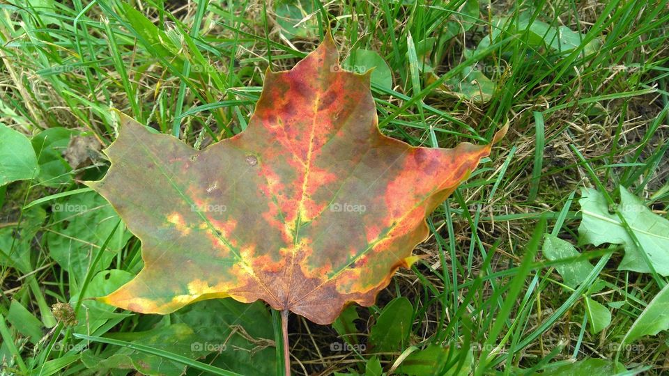 tie dye leaf via mother nature