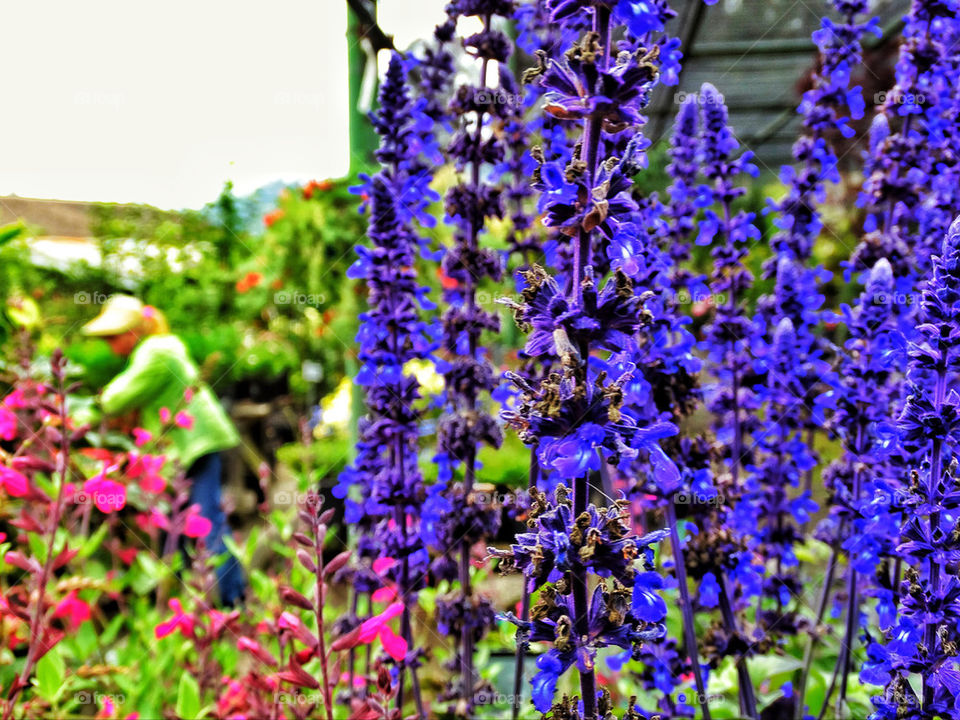 Woman tending garden at a flower nursery on California coast