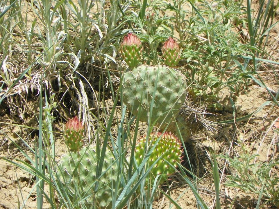 Green prickly cactus on the prairies, just starting to bloom some flowers, around Medicine Hat,Alberta, Canada 