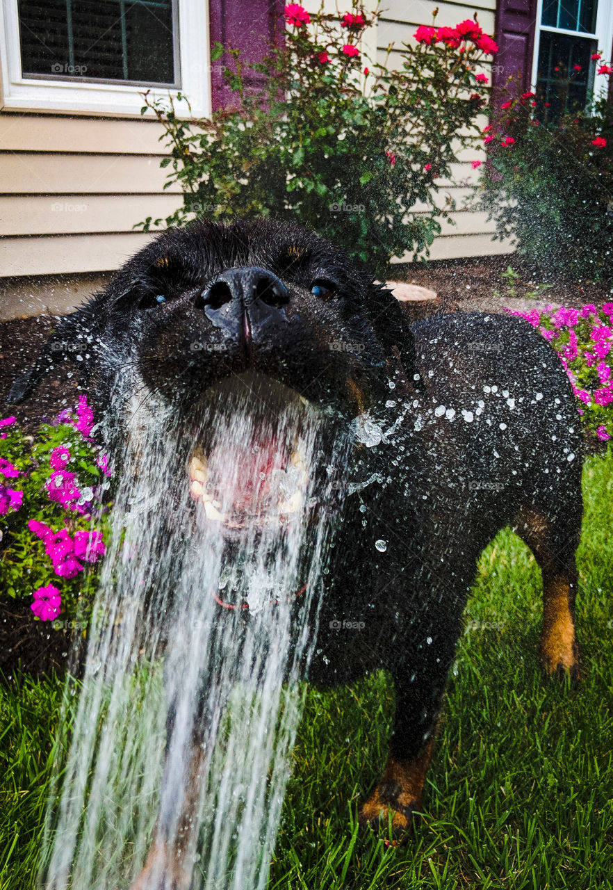 Dogs, hot summer, cooling off in the water