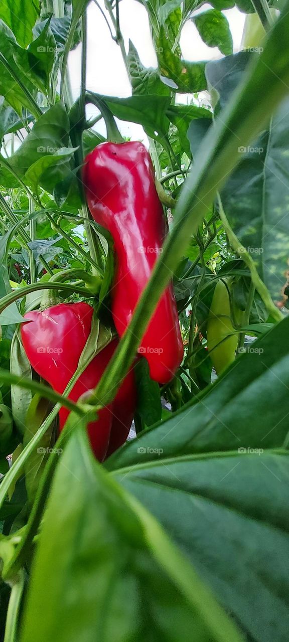 peppers in the garden