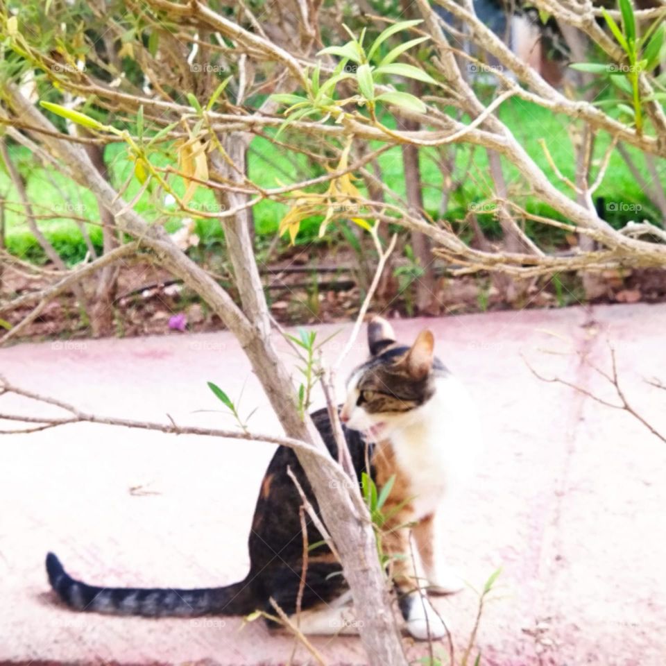 Beautiful cat between branches of a tree