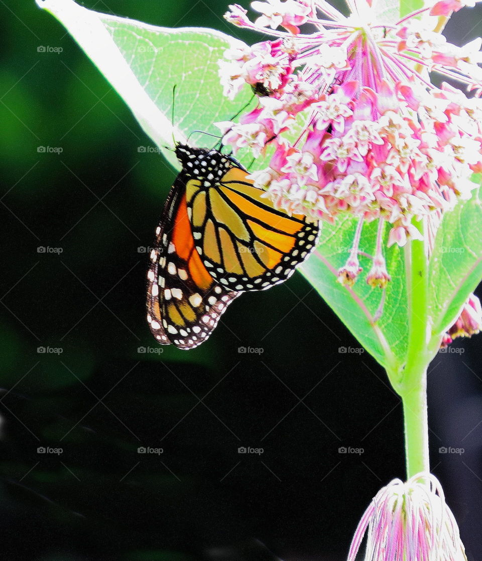 Butterfly. Butterfly on flower
