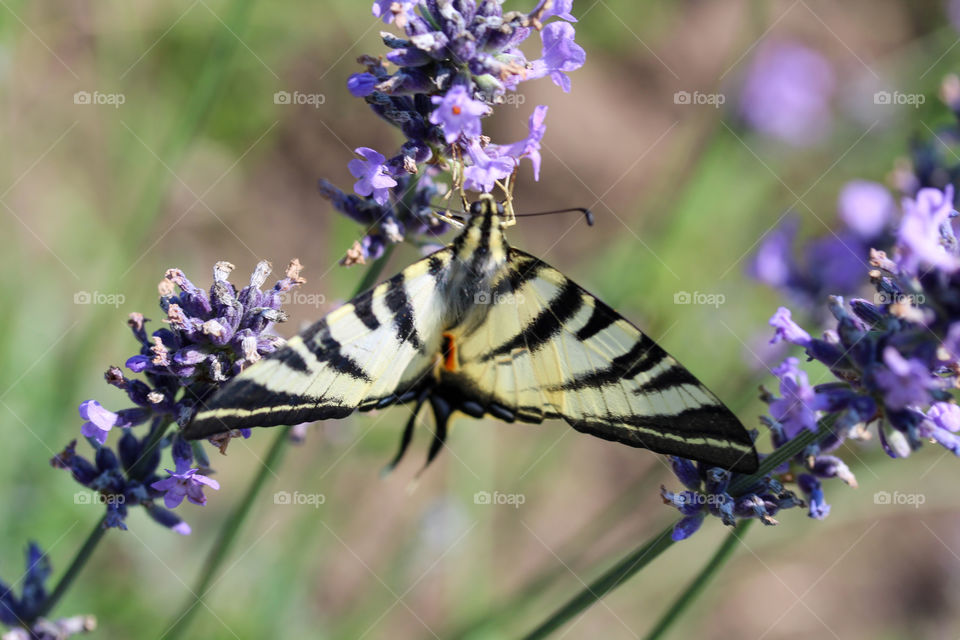 swallowtail butterfly