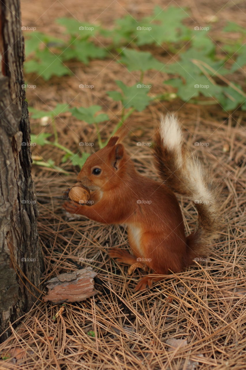 squirrel