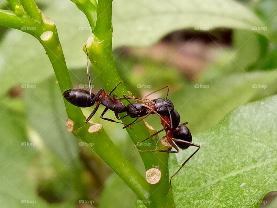 ant kissing