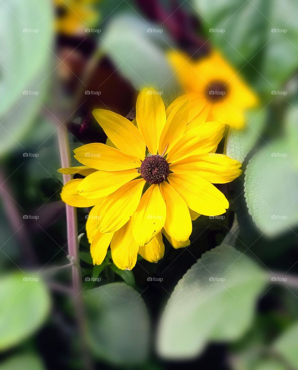 Black eyed Susan plant