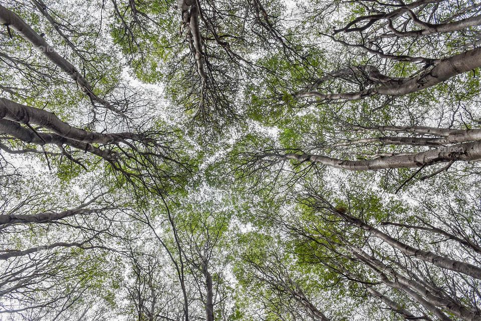 Shyness of the trees 